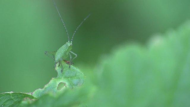 se fondre dans le d&eacute;cor
