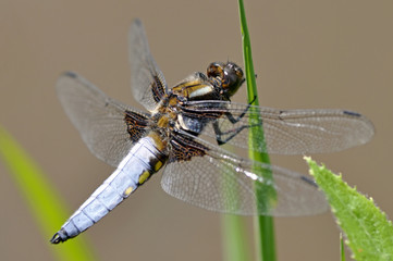 Broad Bodied Chaser Dragonfly