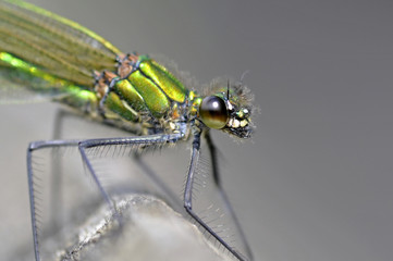 Banded Demoiselle Female