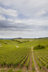 Fototapeta na wymiar Sancerre vineyards