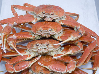 Snow Crabs