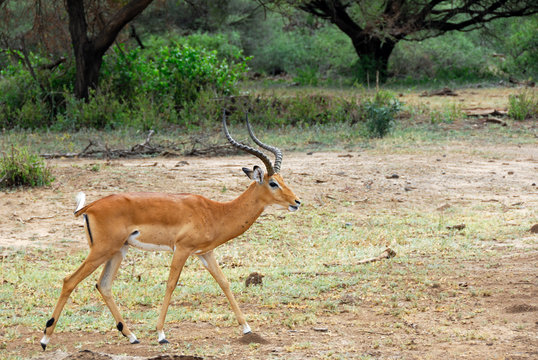 Impala