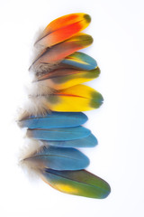 Plumas