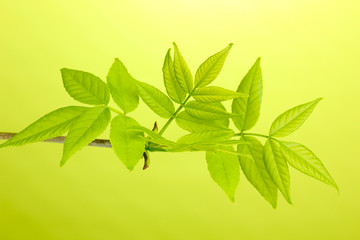 Branch with green leaves on green background