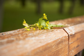 Flowers of linden tree
