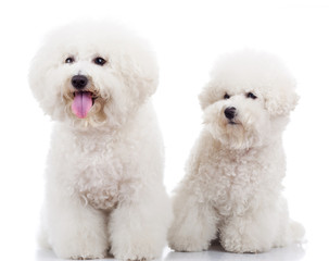 Obraz premium two curious bichon frise puppy dogs