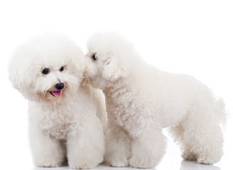 bichon frise puppy dogs playing
