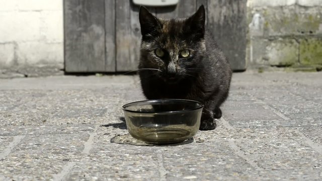 Katze am fressen