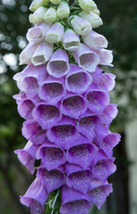 pink foxglove digitalis