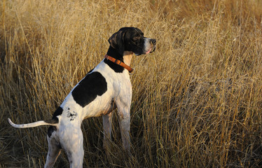 Dog alert in hunting field - 42599459
