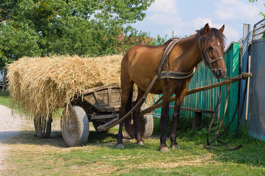 Horse with a cart loaded hay