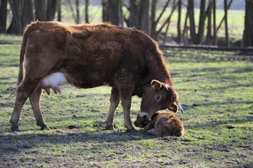 Schottisches Hochlandrind mit Kalb