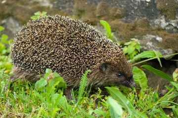 Hedgehog - Erinaceus europaeus