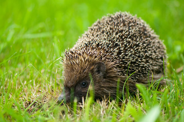 Hedgehog - Erinaceus europaeus