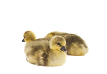 little gosling isolated