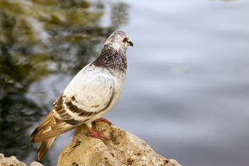Paloma