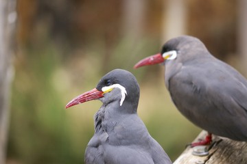 Fototapeta premium Couple d'oiseaux marins