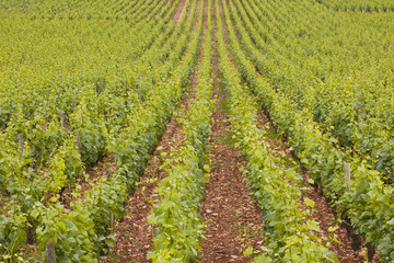 Vineyards near to the town of beaune in burgundy, France.