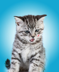 Britain's little kitten