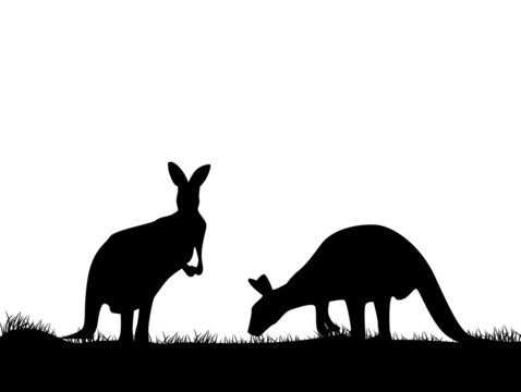 Kangaroo silhouette