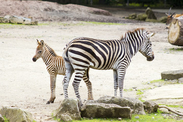 Fototapeta na wymiar Dwie zebry w zoo