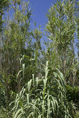 Arundo donax