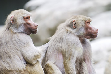 Baboons