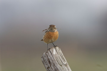 European Stonechat