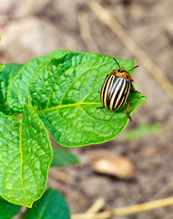 This is colorado beetle on leaf. It is theme of agriculture.