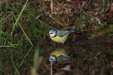 Blue Tit