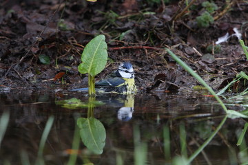 Blue Tit