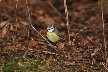 Blue Tit