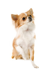 Obraz premium chihuahua