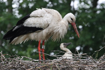 White stork