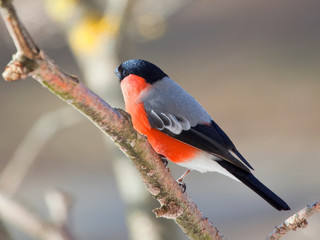 Самец снегирь на ветке