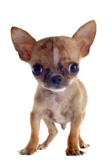 chiot chihuahua