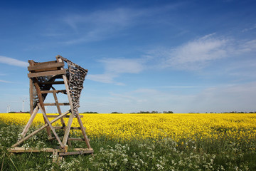 Raps Landschaft