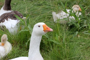 Weiße Leinegans 