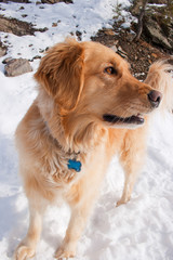 Snarling Dog with tag