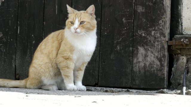 Sitzende Katze