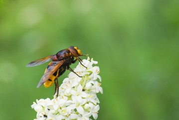 Tinny cute fly sitting on a white flower.