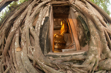 Ancient Thai church cover by root tree in Middle of Thailand.