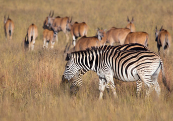 Fototapeta na wymiar Zebra i Eland dzielenie murawy