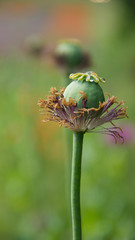 a poppy capsule on a soft background