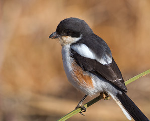 Close up of Fiscal Shrike