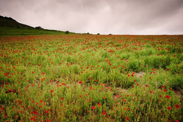 Summer landscape of wild poppies in agricultural field