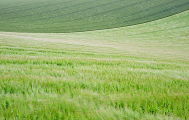 Landscape across agricultural fields on windy Summer day