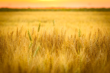 Wheat field and sun below the horizon