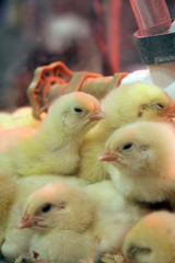 Poussins © Pascal Huot