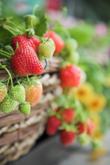 Home grown fresh strawberries close-up